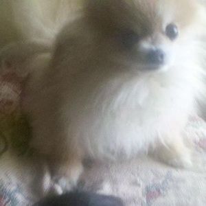 Meet your Posher, Janie